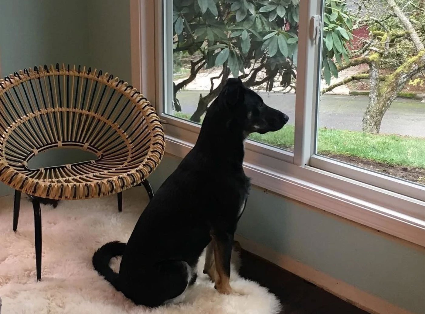 Black dog looking out Renewal by Andersen window in a living room