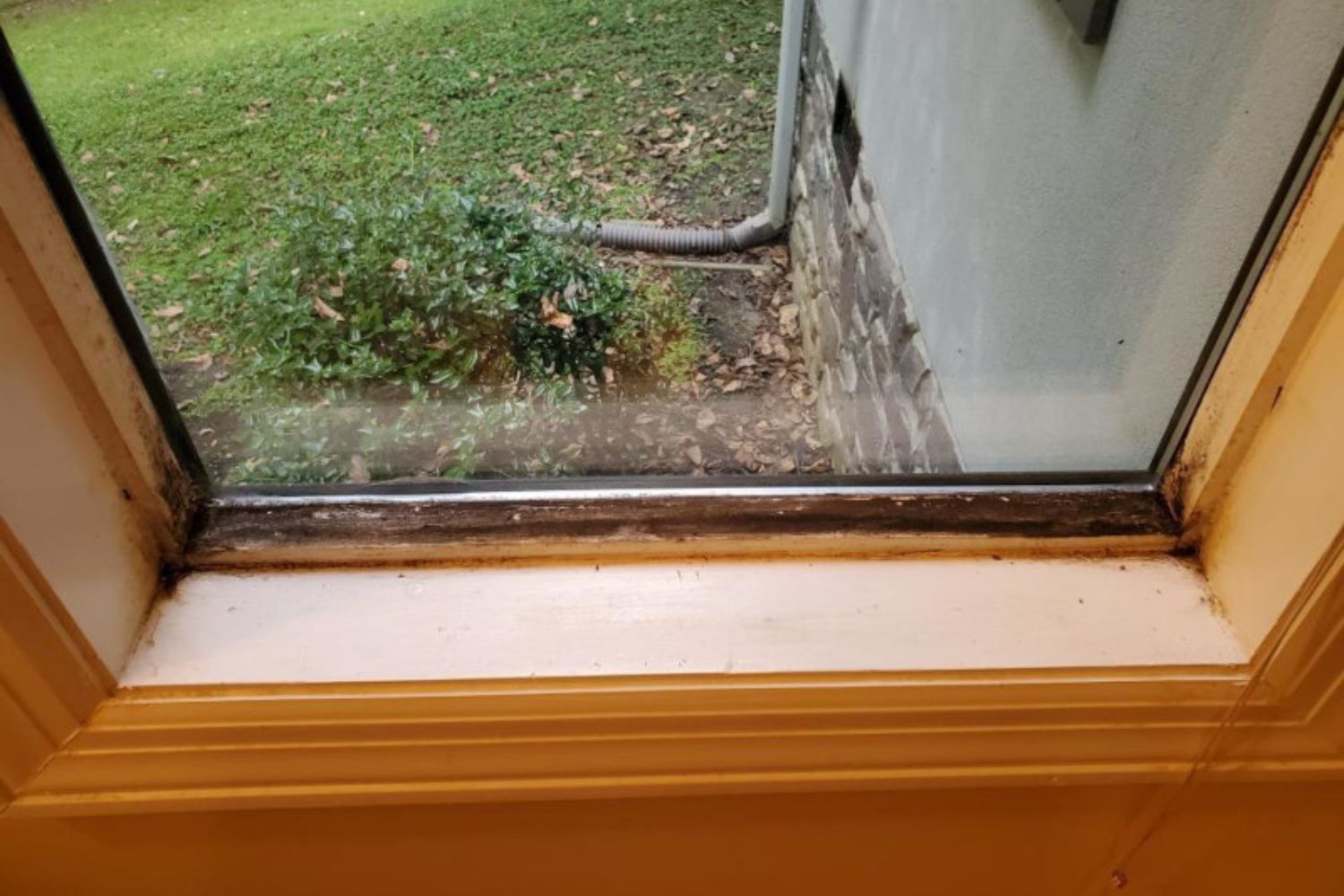 A window with a frame and glass. The window frame is wood and showing signs of rot. 